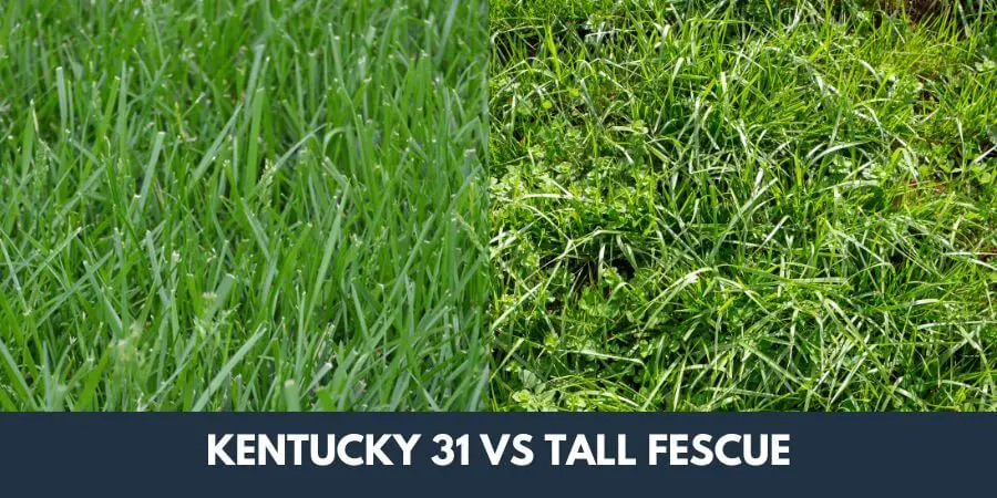 kentucky 31 vs tall fescue